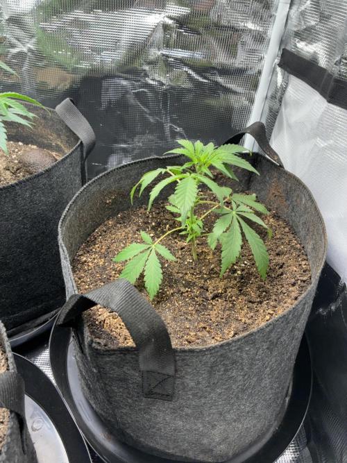 First four plants seed to harvest!. Week 11