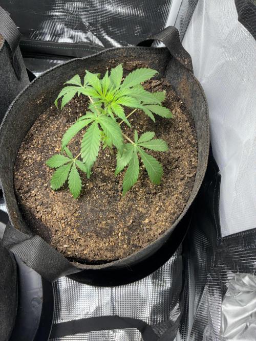 First four plants seed to harvest!. Week 11