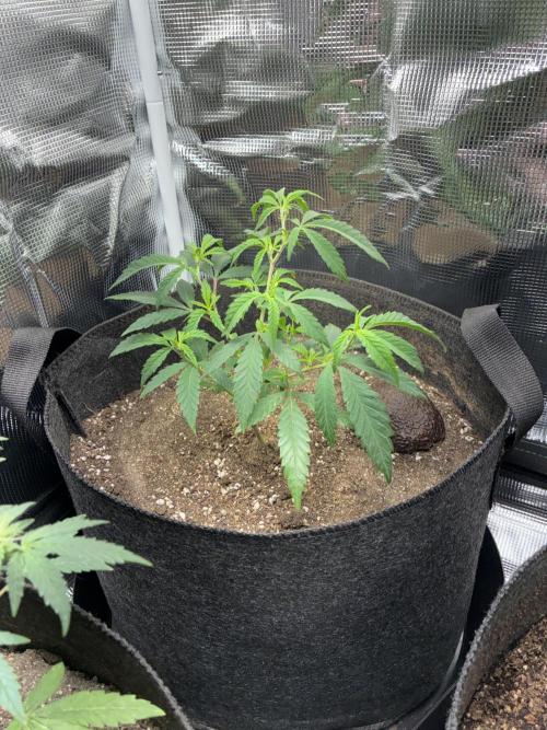 First four plants seed to harvest!. Week 11