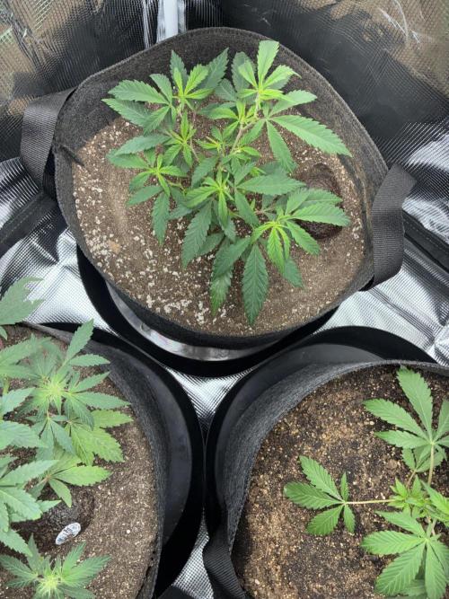 First four plants seed to harvest!. Week 11