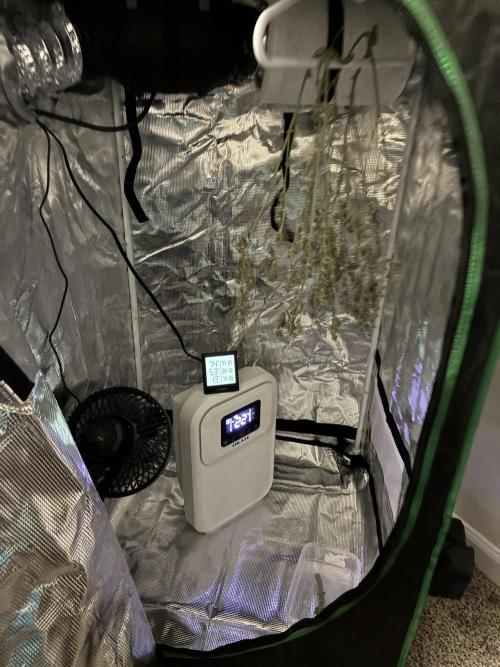 First four plants seed to harvest!. Week 12 - Hang dry