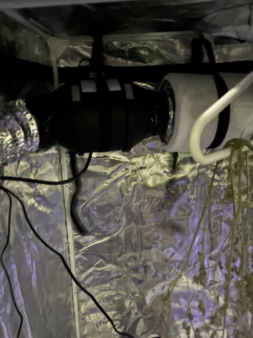 First four plants seed to harvest!. Week 12 - Hang dry