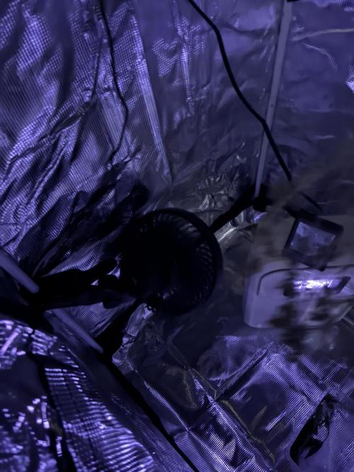 First four plants seed to harvest!. Week 12 - Hang dry