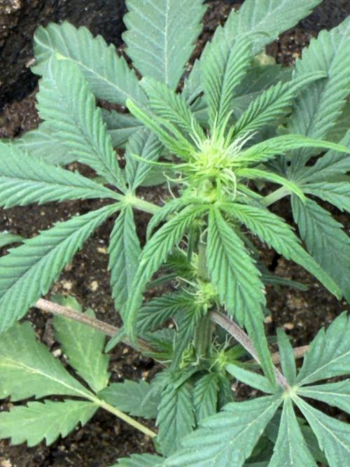 First four plants seed to harvest!. Week 12 - Columbian gold bud formation