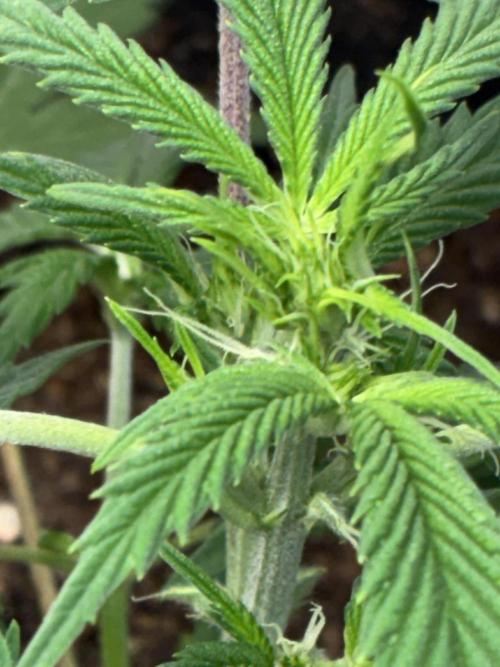 First four plants seed to harvest!. Week 12 - Columbian gold bud formation