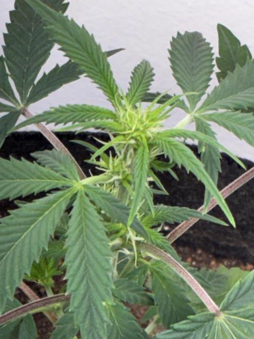 First four plants seed to harvest!. Week 12 - Columbian gold bud formation