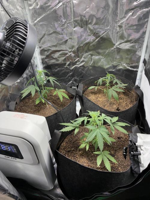 First four plants seed to harvest!. Week 12