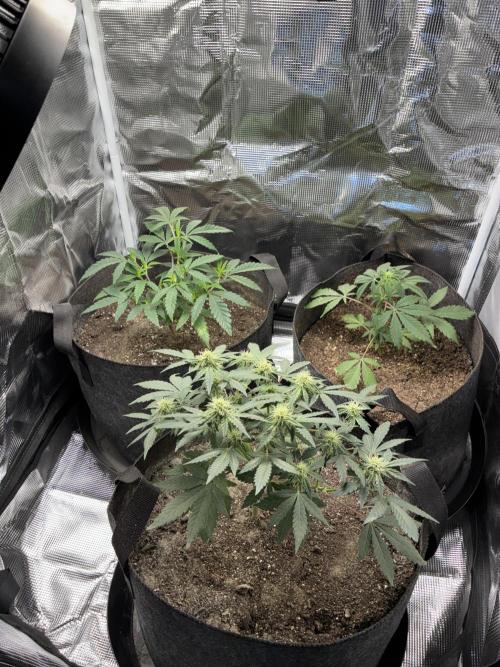 First four plants seed to harvest!. Week 12 - Beautiful ladies