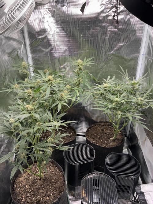 First four plants seed to harvest!. Week 12 - Beautiful ladies