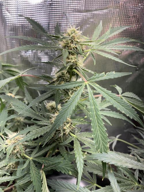First four plants seed to harvest!. Week 12 - Columbian gold buds forming