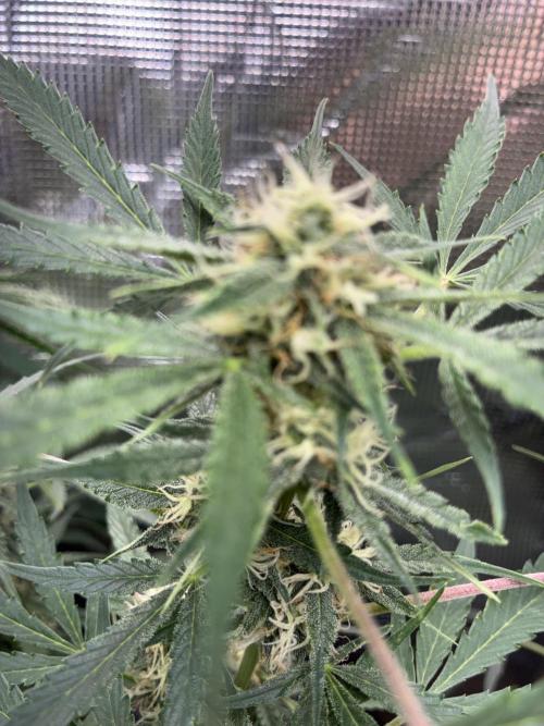 First four plants seed to harvest!. Week 12 - Columbian gold buds forming