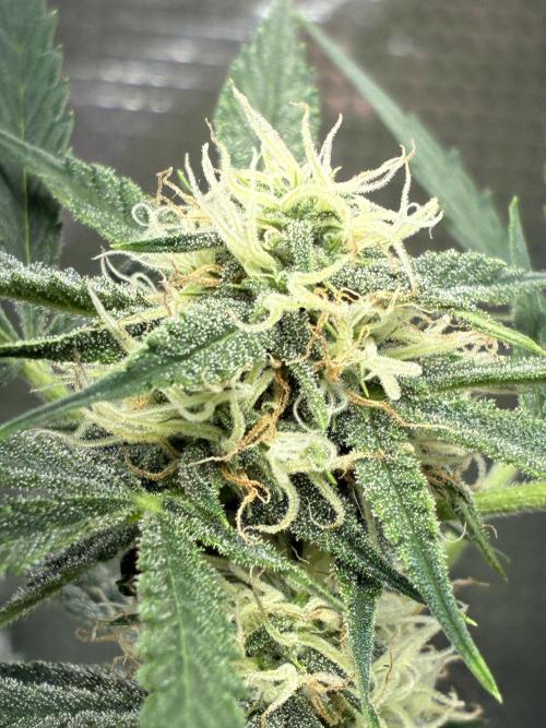 First four plants seed to harvest!. Week 12 - Columbian gold buds forming