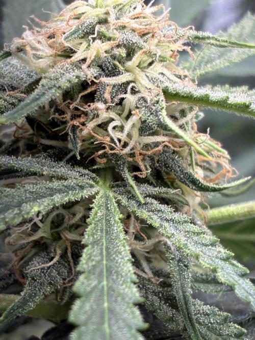 First four plants seed to harvest!. Week 12 - Columbian gold buds forming