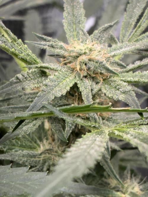 First four plants seed to harvest!. Week 12 - Columbian gold buds forming