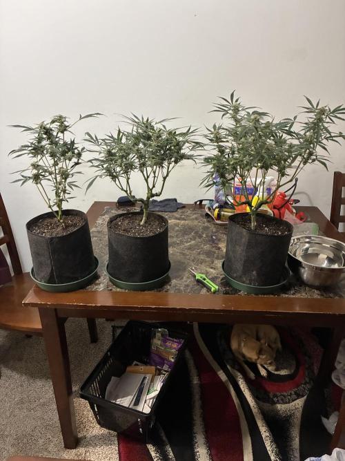First four plants seed to harvest!. Week 13 - The 3 beautiful girls about to be chopped down