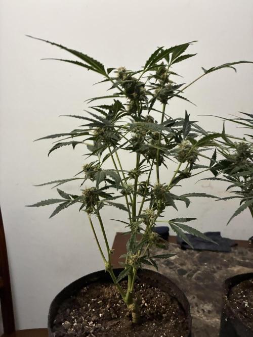 First four plants seed to harvest!. Week 13 - Columbian gold 