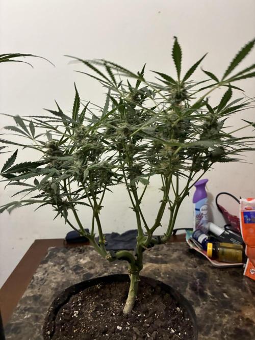 First four plants seed to harvest!. Week 13 - Columbian gold