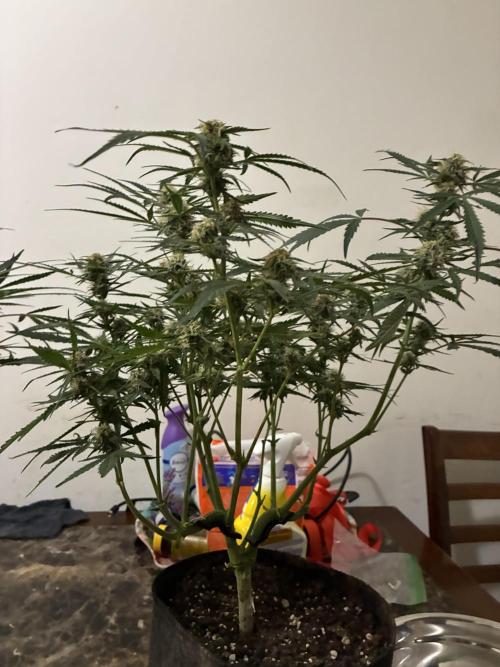 First four plants seed to harvest!. Week 13 - Columbian gold 