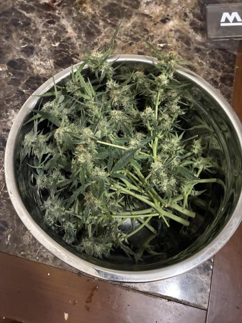 First four plants seed to harvest!. Week 13 - Fan leaf trim before drying