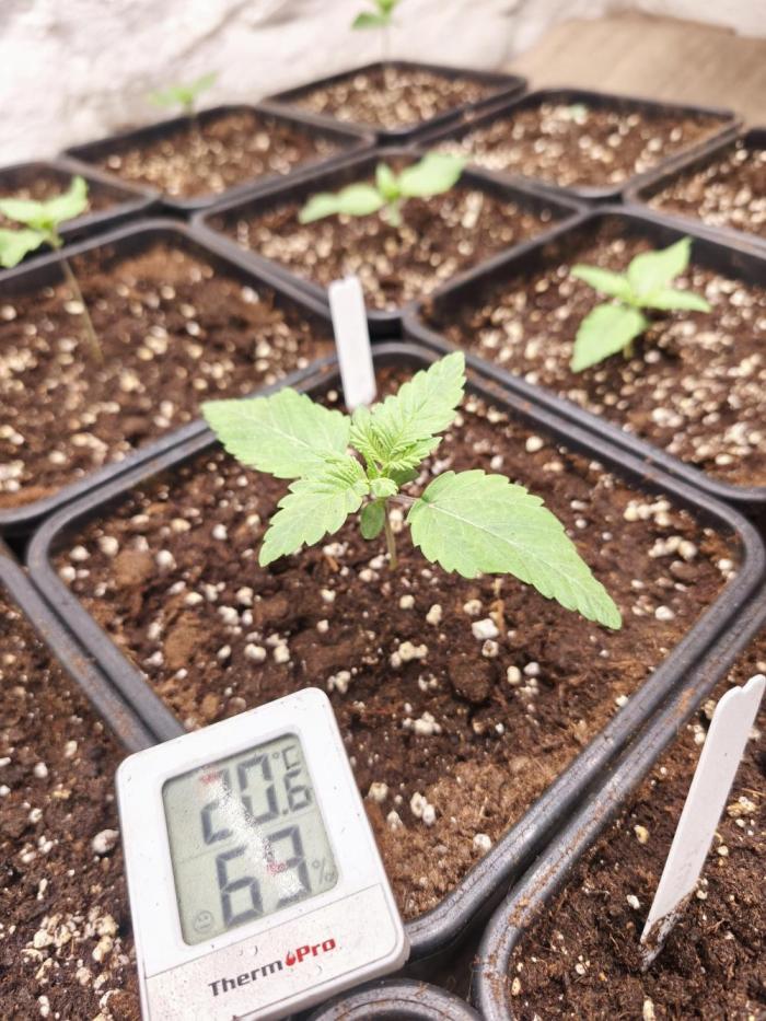 Northern light original clone+Barney mix. Week 2