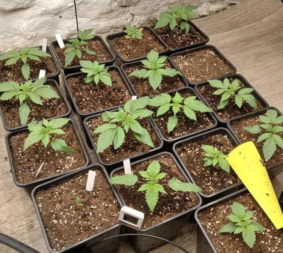 Northern light original clone+Barney mix. Week 2 - Den 15