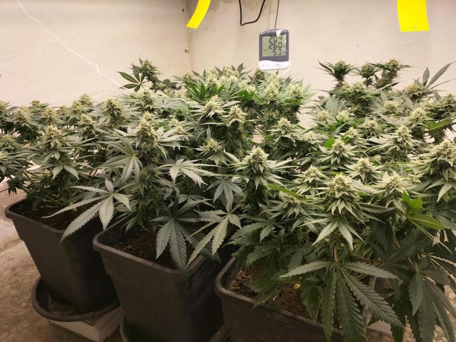 Punch Pie - Black Muffin - Gorilla Girl. Week 7