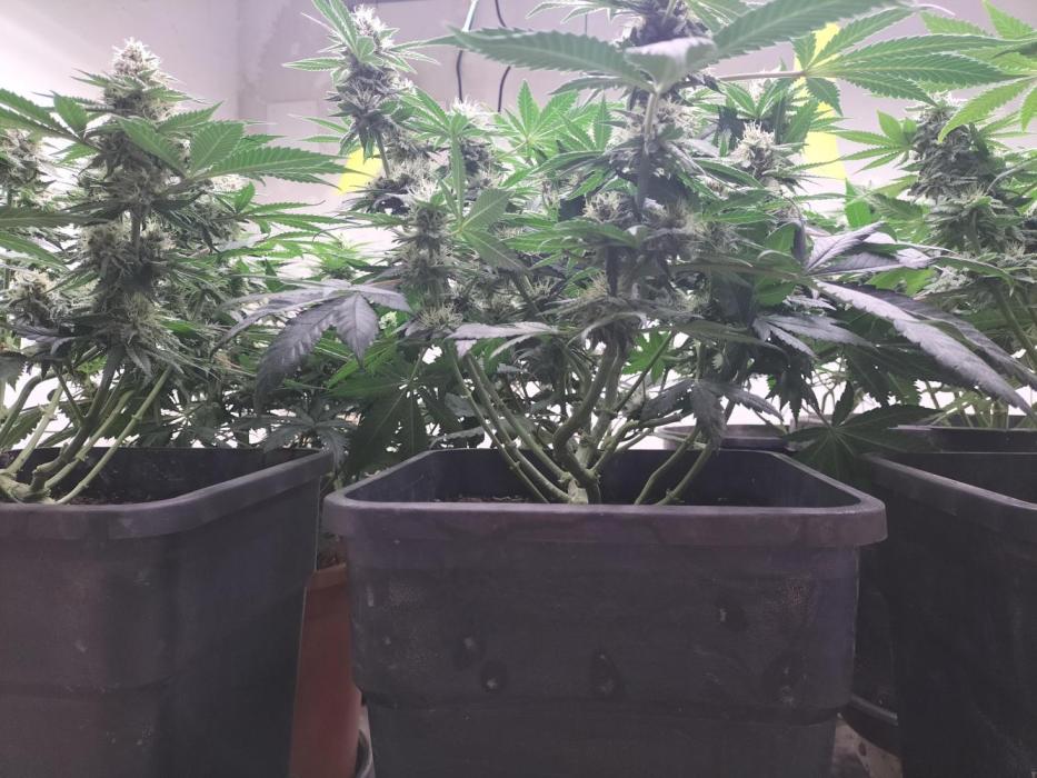 Punch Pie - Black Muffin - Gorilla Girl. Week 9