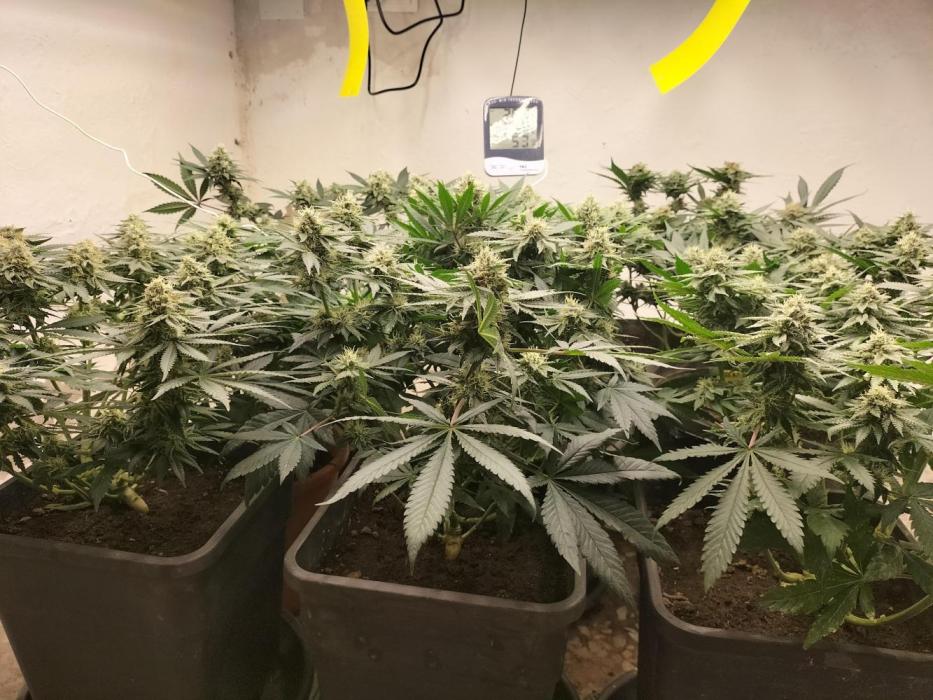 Punch Pie - Black Muffin - Gorilla Girl. Week 10