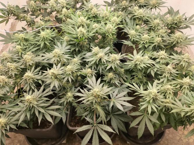 Punch Pie - Black Muffin - Gorilla Girl. Week 7