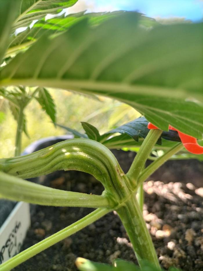 Strawberry Gorilla & Hiperion F1. Week 3