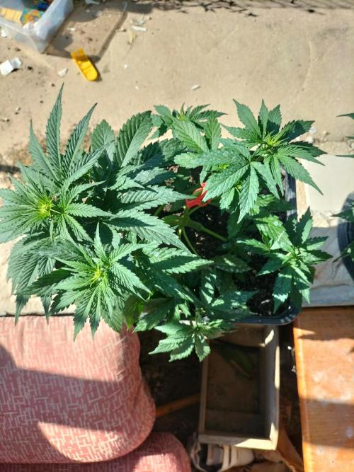 Strawberry Gorilla & Hiperion F1. Week 4