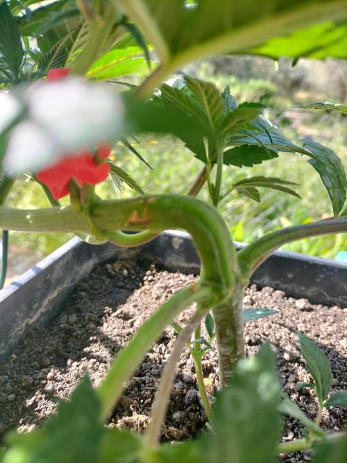 Strawberry Gorilla & Hiperion F1. Week 4