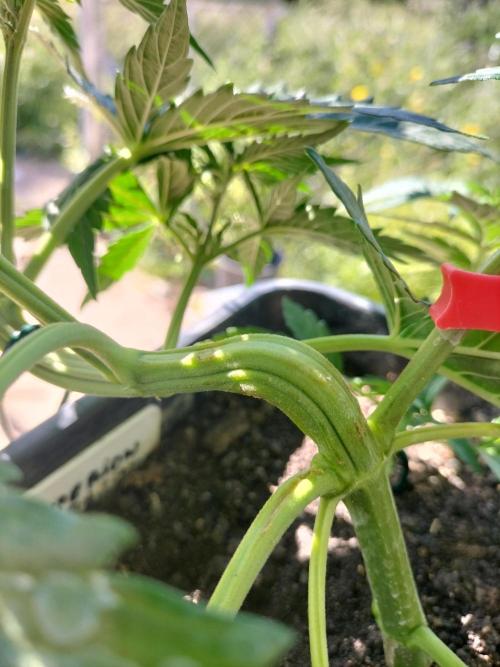 Strawberry Gorilla & Hiperion F1. Week 5