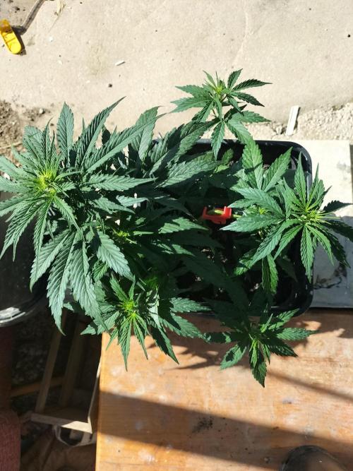 Strawberry Gorilla & Hiperion F1. Week 5