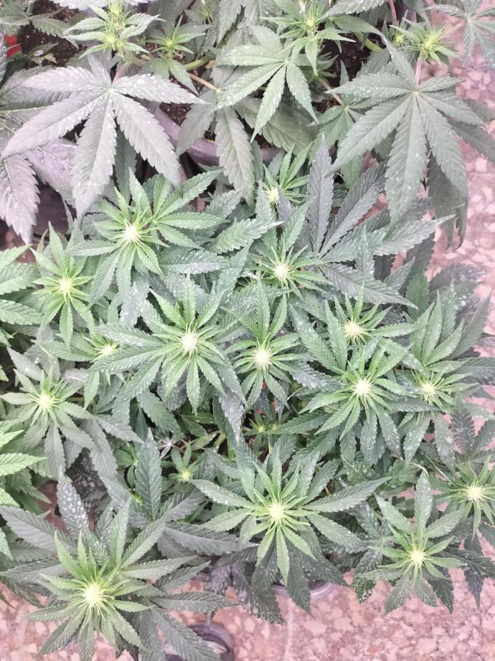 Strawberry Gorilla & Hiperion F1. Week 6