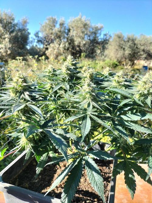 Strawberry Gorilla & Hiperion F1. Week 7