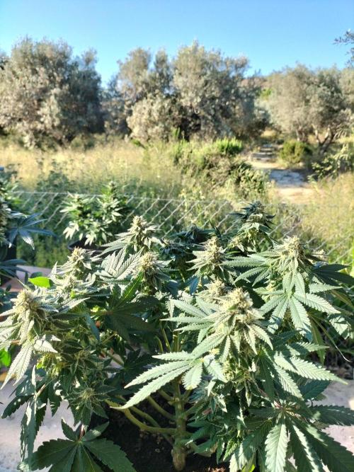 Strawberry Gorilla & Hiperion F1. Week 7