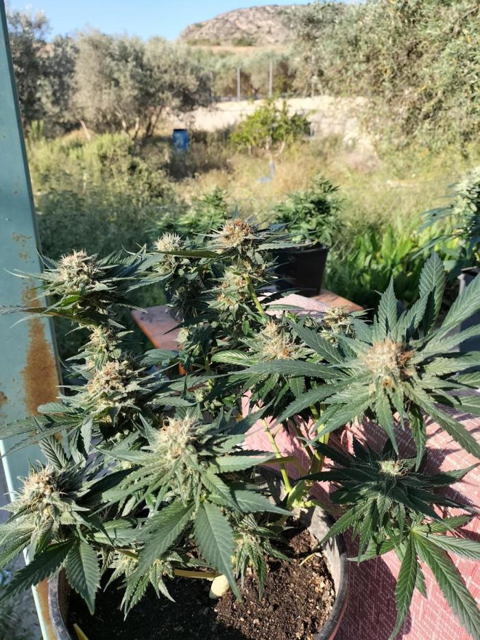 Strawberry Gorilla & Hiperion F1. Week 8