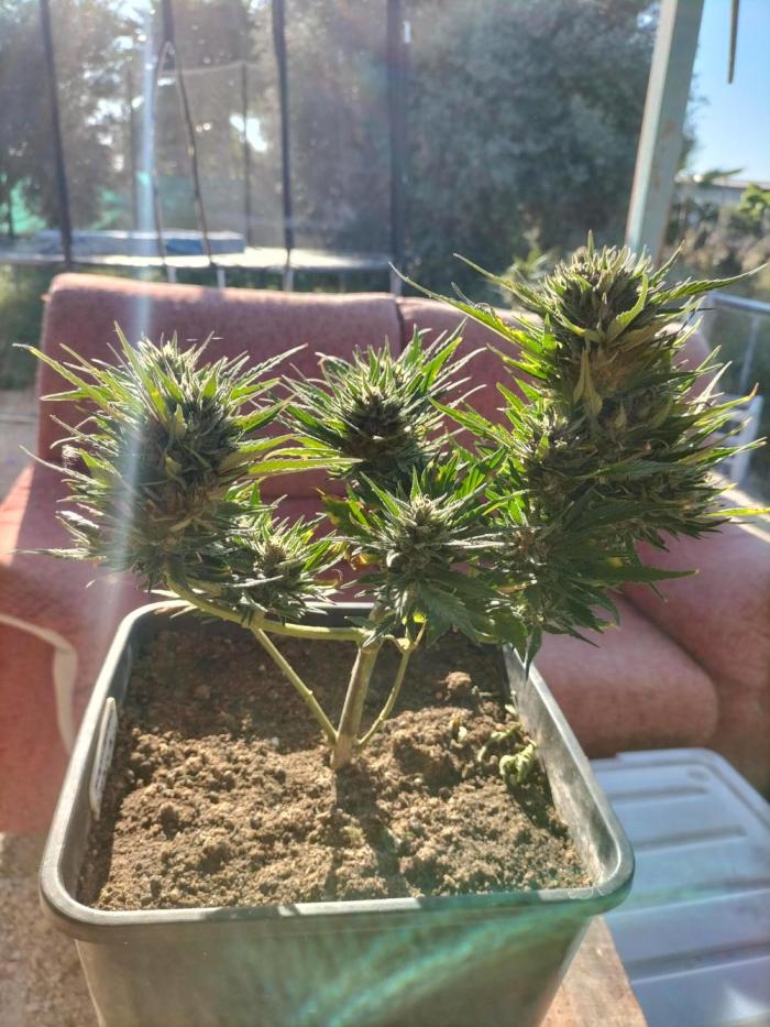 Strawberry Gorilla & Hiperion F1. Week 9