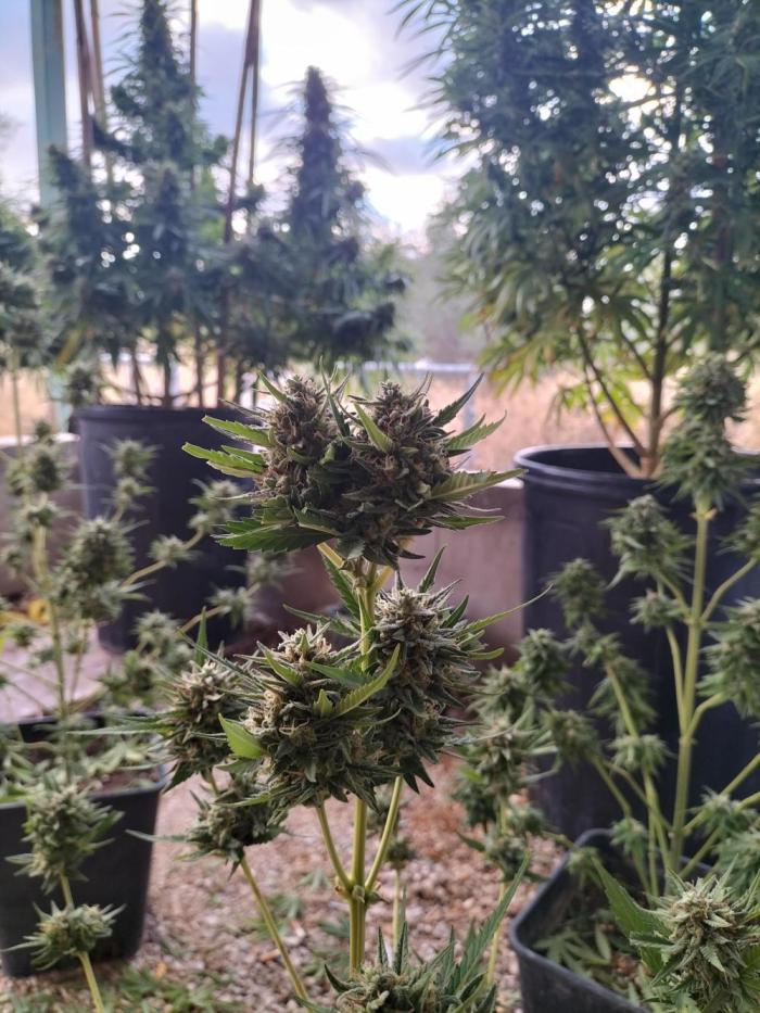 Strawberry Gorilla & Hiperion F1. Week 10