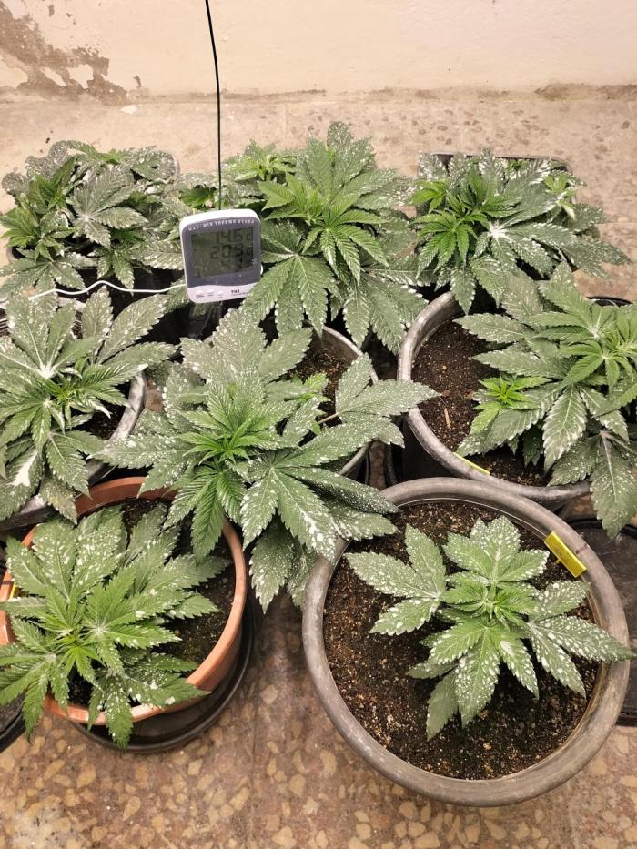 GoDi & Gelato.. Week 3