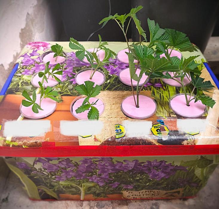 Hidroponics Black Sadow & Moon Light. Week 1