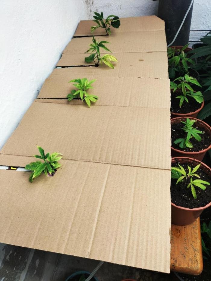 Hidroponics Black Sadow & Moon Light. Week 2