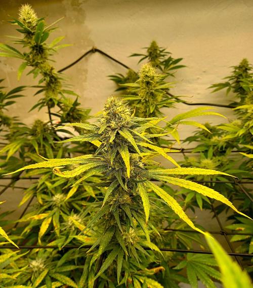 GoDi & Gelato.. Week 5