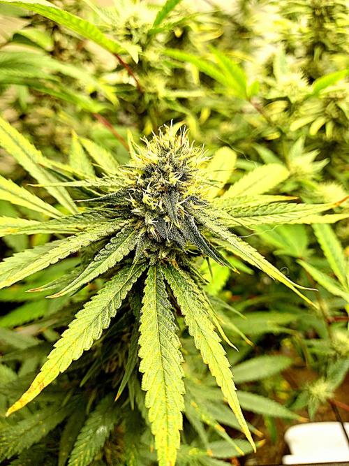 GoDi & Gelato.. Week 5