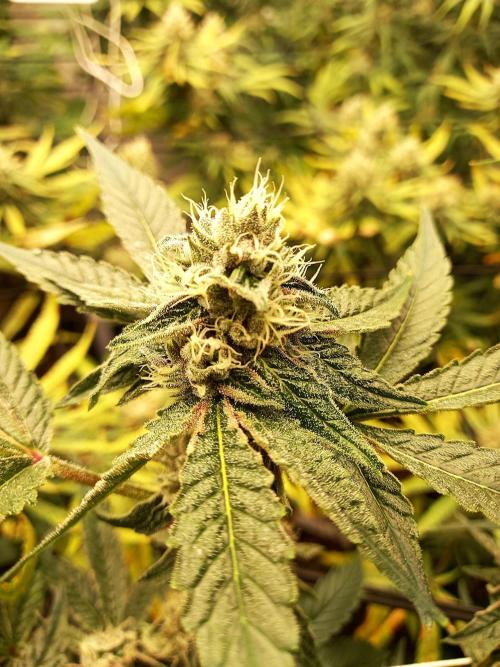 GoDi & Gelato.. Week 5