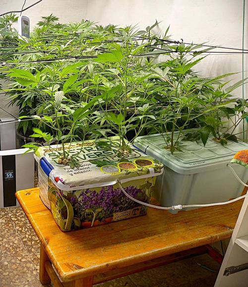 Hidroponics Black Sadow & Moon Light. Week 5