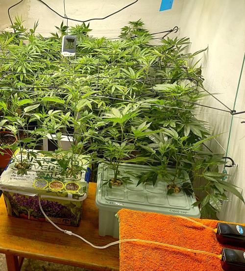 Hidroponics Black Sadow & Moon Light. Week 5