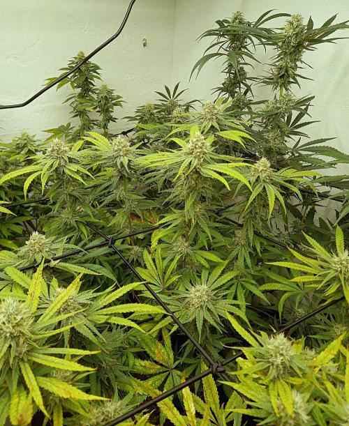 GoDi & Gelato.. Week 8