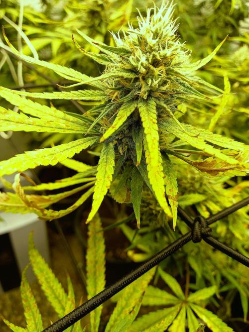 GoDi & Gelato.. Week 8